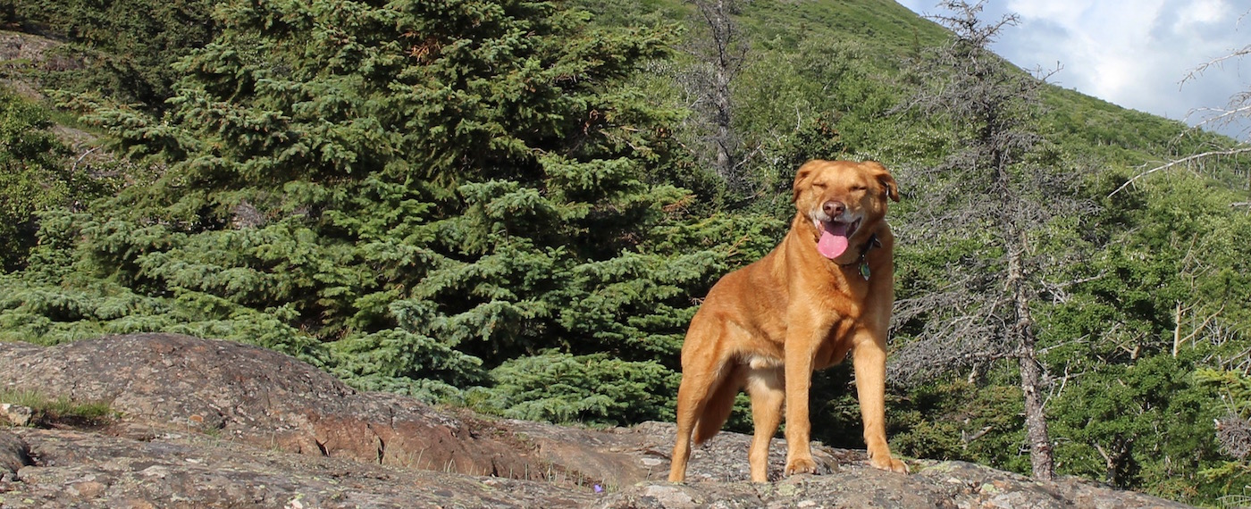 Helping missing dogs get home again